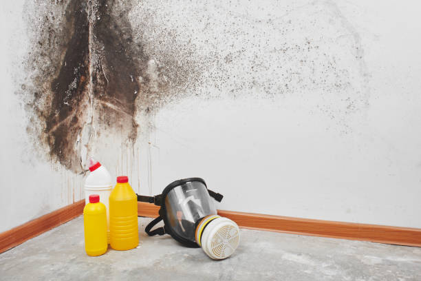 Mold Removal and Inspection in Arapahoe, WY