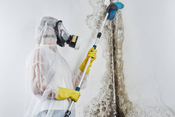 Best Office Mold Removal Services  in Arapahoe, WY