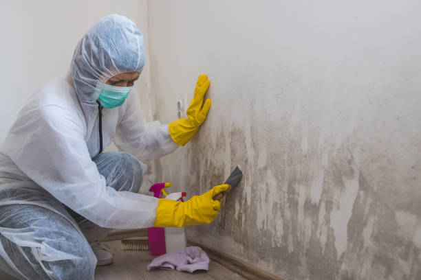 Best Certified Mold Removal  in Arapahoe, WY