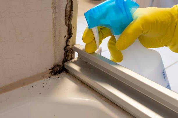 Best Professional Mold Removal  in Arapahoe, WY