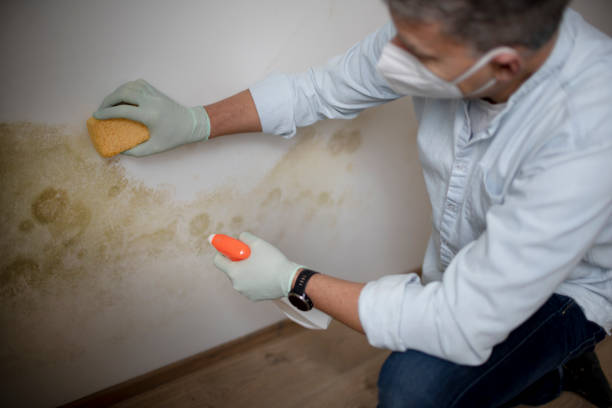 Best Attic Mold Removal  in Arapahoe, WY