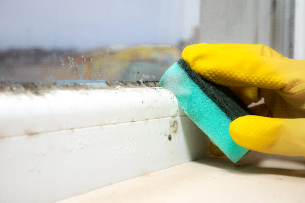 Best Professional Mold Removal  in Arapahoe, WY