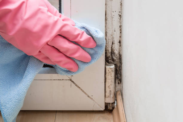 Best Residential Mold Removal  in Arapahoe, WY