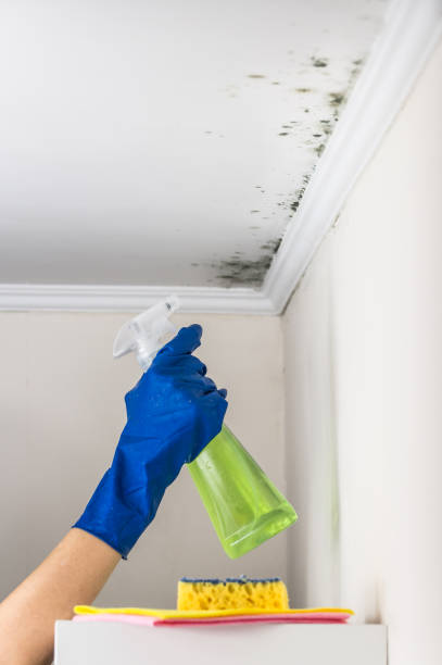 Best Black Mold Removal  in Arapahoe, WY