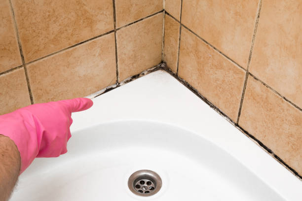 Best Home Mold Removal  in Arapahoe, WY